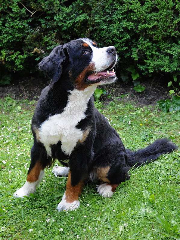 Anton geschoren D31_2453.jpg   26.04.jpg